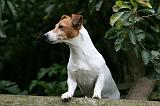 JACK RUSSEL 243